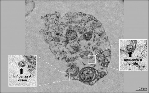 Phát hiện cách thức lây nhiễm mới của virus cúm